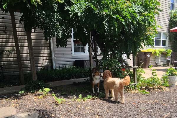 Canine Sanctum Play area