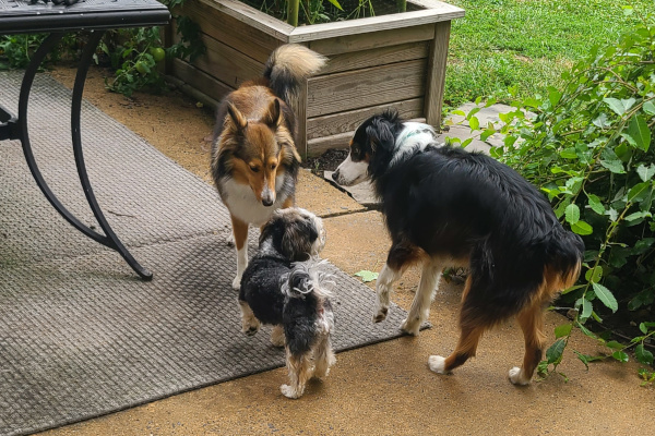 Canine Sanctum Play area