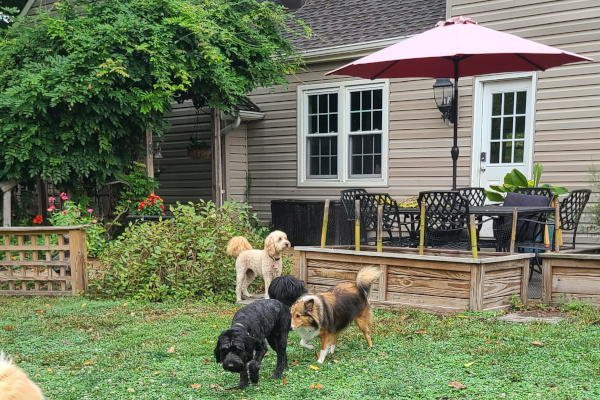 Canine Sanctum Play Area