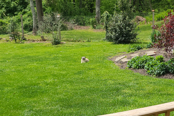 Canine Sanctum Play area