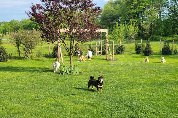 Canine Sanctum Play area