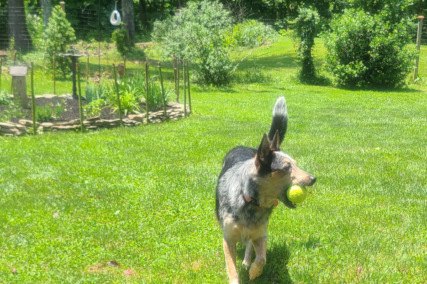 Canine Sanctum Play area