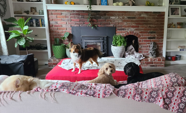 Dogs on the Cozy Couch